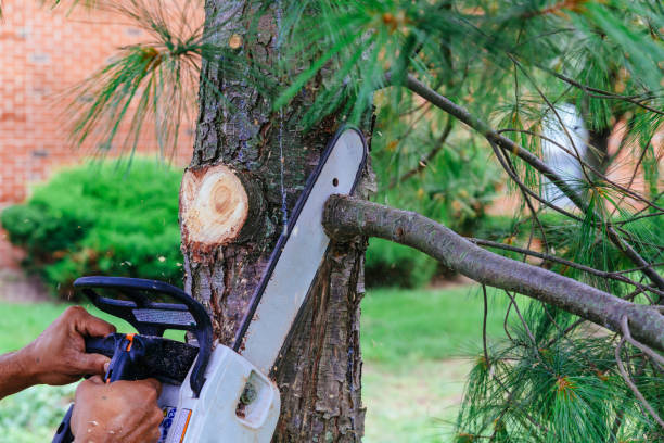 Emergency Storm Tree Removal in Ironton, OH